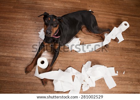 Naughty dog!  Doberman lying on a wood floor with toilet paper all over.