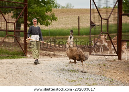 SUGARCREEK, OH - MAY 19, 2015:  Young Amish woman holding a shepherds staff, chasing an emu that had escaped from the fenced in enclosure of an exotic animal farm.