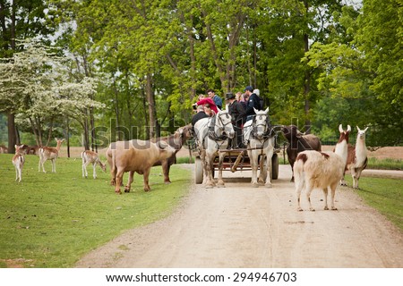SUGARCREEK, OH - MAY 19, 2015:  Wagon full of tourists feeding the animals at an exotic animal farm run by the Amish.  Main focus on the horses.  Room for your text.