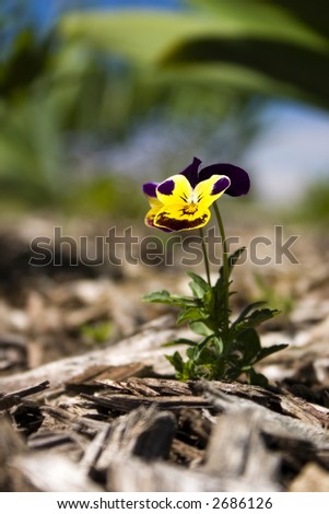Johnny Jump-up flower.  Shallow depth of field.