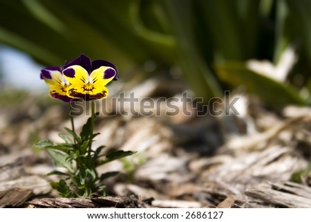 Johnny jump-up flower.  Shallow depth of field.