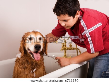 Preteen boy washing his golden retriever in the family bath tub.