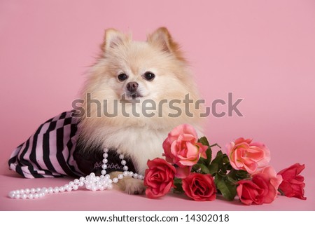 An adorable Pomeranian puppy dressed as a diva with pink roses and background.