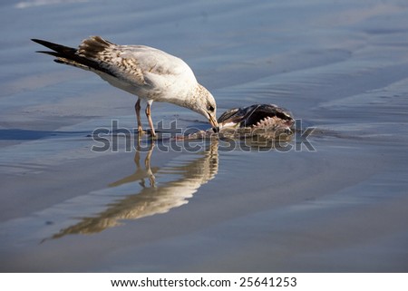 A gull feeding on a dead fish in the ocean.