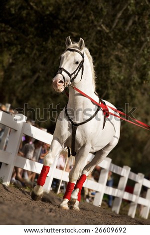 Young lipizzaner horse training before an audience.