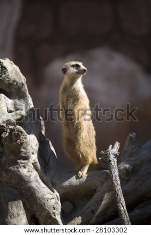 An adorable meerkat standing tall with head turned to see what he can see.