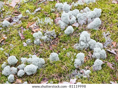 moss balls in wild forest