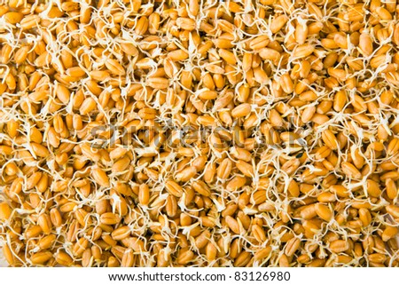 wheat germs
