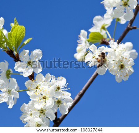 Bee on apple blossom; closeup of a beautiful spring apple tree against blue sky and bee pollinating apple bloom