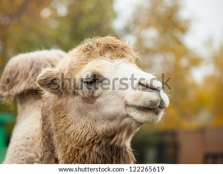 Close up photo of camel head in the zoo