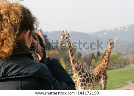 Woman shooting group of giraffes