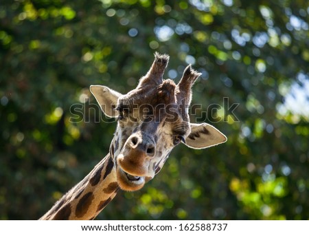 Cute giraffe\'s head among green trees