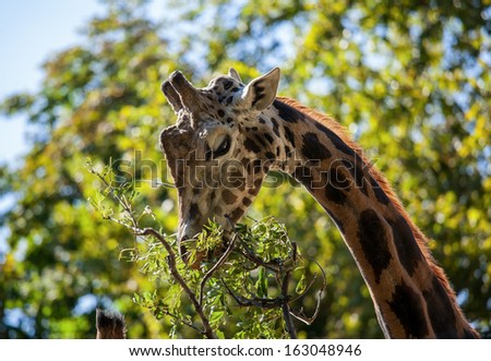 Cute giraffe eating leaves, closeup shot