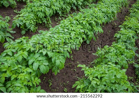 Halm of young potato in a kitchen garden
