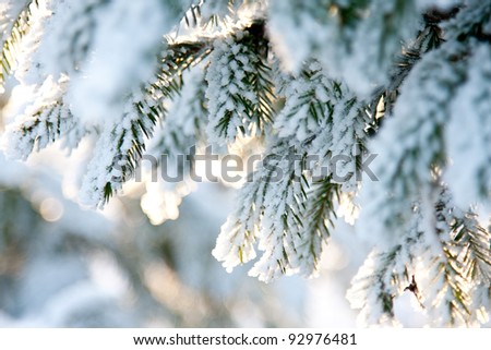 Fir branch covered with snow; winter landscape