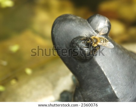 Honeybee sitting on a metal statue of a frog