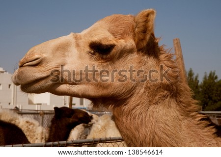 Young Camel in the big Animals market in Doha Qatar
