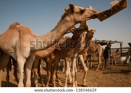Young Camel in the big Animals market in Doha Qatar