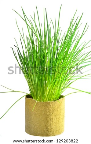 Chives growing herbs in the kitchen isolated on white