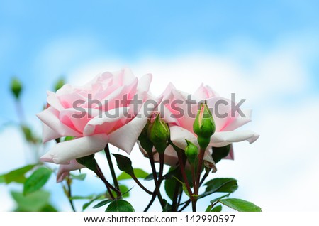 Pink Roses \'New Dawn\' against a blue sky and big white clouds