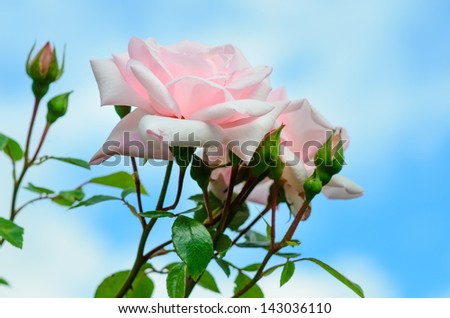 Pink Roses 'New Dawn' against a blue sky and big white clouds