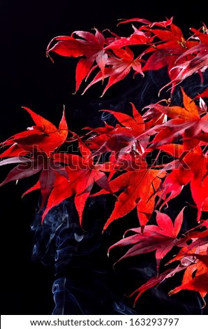 Japanese maple tree red autumn colour, Acer palmatum on black background