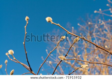 Early Spring Fuzzy Willow Buds on Tree Branches