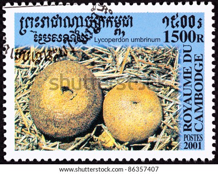 CAMBODIA - CIRCA 2001:  A stamp printed in Cambodia shows the edible Umber-Brown Puffball Mushroom, Lycoperdon umbrinum, circa 2001.