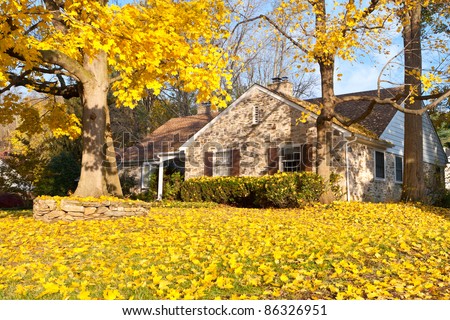 Single family home in suburban Philadelphia. Yellow Norway Maple leaves and tree