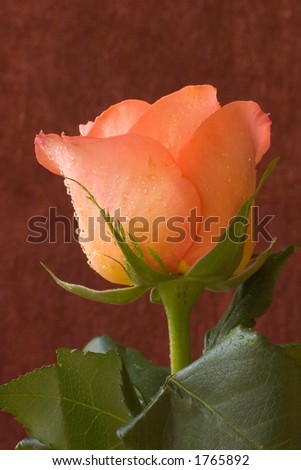 Single Peach Rose Shot from Below Flower