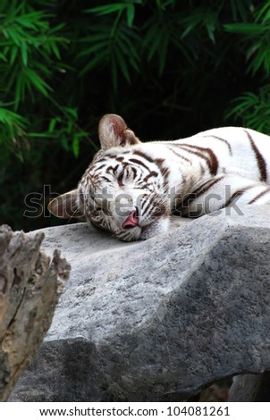 white tiger sleep