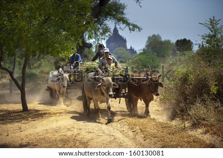BAGAN, MYANMAR - FEB. 15: unidentified farmers riding on their Ox cart in Bagan, Myanmar on February 15, 2011. Myanmar ranks 16th out of 149 Nations in Agriculture growth.