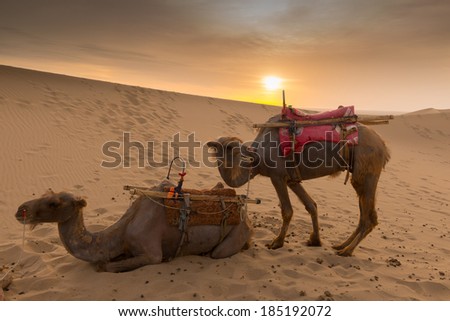 desert camel ship of the desert transport tourists, Dunhuang, China