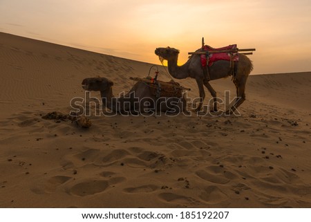 desert camel ship of the desert transport tourists, Dunhuang, China