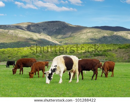 Green meadow and cows. Bright agricultural composition