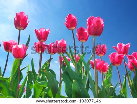 Fresh spring flowers and bright blue sky. Composition of the nature