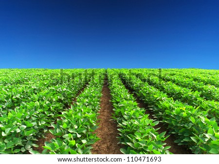 Green rows and blue sky. Natural composition