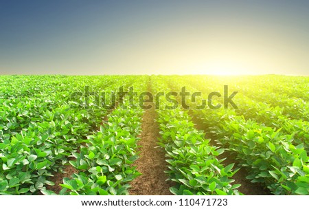 Green rows and sun glow. Natural composition
