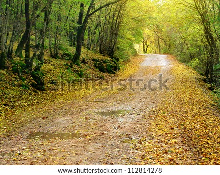 Road in autumn forest and mist. Natural composition