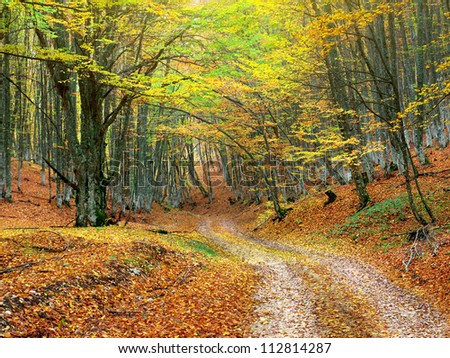 Road in autumn forest. Natural composition