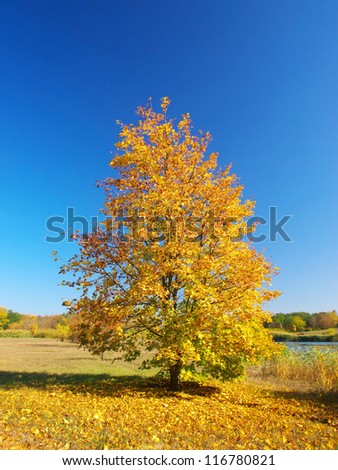 Gold tree at the autumn time. Natural composition