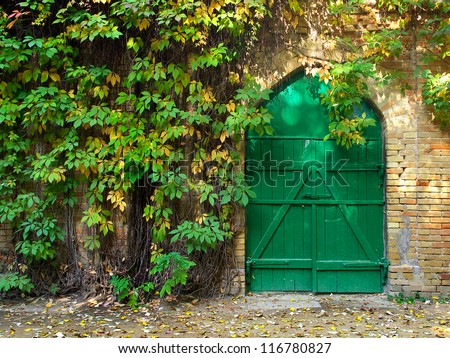 Door and bright green ivy in garden. Natural composition