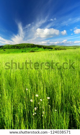 Grass and flower on meadow.  Summer landscape