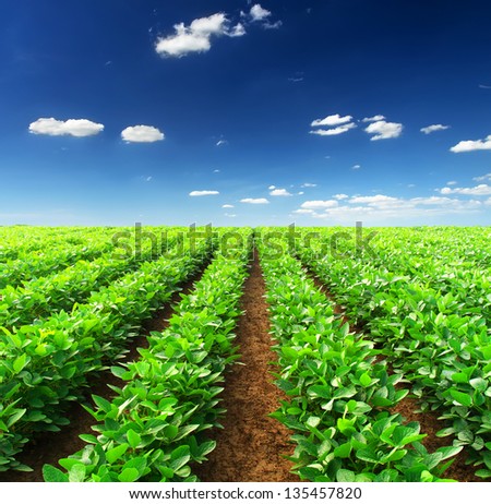Rows on the field. Agricultural landscape