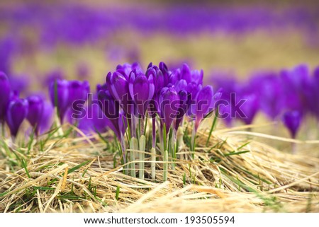 Spring flowers. Beautiful natural composition