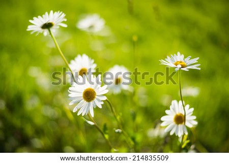 Flowers on grass background. Natural composition