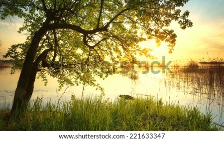 Tree near lake during sunset. Beautiful natural landscape