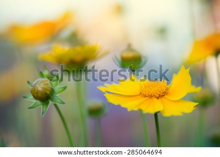 Summer flowers as a background. Natural composition