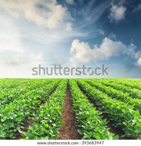 Rows on the field. Agricultural landscape in the summer time