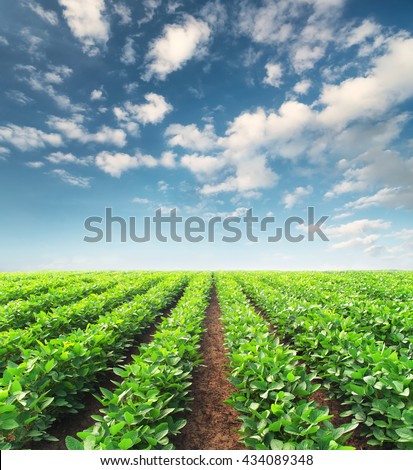 Rows on the field. Agricultural landscape in the summer time
